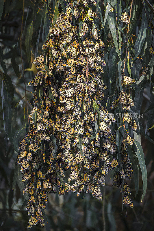 每年冬天，成千上万的帝王蝶(Danaus plexippus)都会聚集在皮斯莫海滩的小树林里。